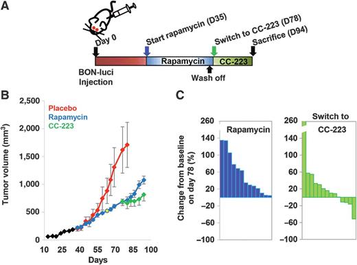 Figure 3. A switch to CC-223 resulted in significant decrease in tumor burden in a subset of BON tumors that progressed on rapalog therapy. A, Schematic diagram of timeline [day (D)] for subcutaneous injection of cells and drug treatments. B, Changes in tumor volume (mean ± SEM) over time as a result of treatment with placebo (n = 8), rapamycin (n = 15), and CC-223 (n = 15). There were two deaths during the course of the experiment: 1 rapamycin-treated mouse died due to a technical gavage error and 1 CC-223–treated mouse that initially developed diarrhea on rapamycin treatment and had to be euthanized for persistent symptoms. C, Percent change in tumor volume from baseline (day 78) until the time of euthanasia (day 94) of mice treated with rapamycin or CC-223.