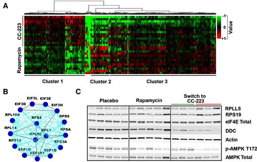 Figure 5. Distinct significant changes occurred at the genetic and signaling levels of CC-223 responders and nonresponders compared with rapamycin-treated tumors. A, Hierarchical clustering of genes in rapamycin-treated tumors and tumors of CC-223 responders (green line), or nonresponders (red line). Each row represents an individual tumor. B, A network diagram of translation proteins which were significantly upregulated in tumors from CC-223 nonresponders mice compared with tumors from rapamycin-treated mice obtained using the NetWalker software. Blue and black lines indicate reactome and protein–protein interactions respectively. C, Western blot analyses of tumor lysates (same as Fig. 4).