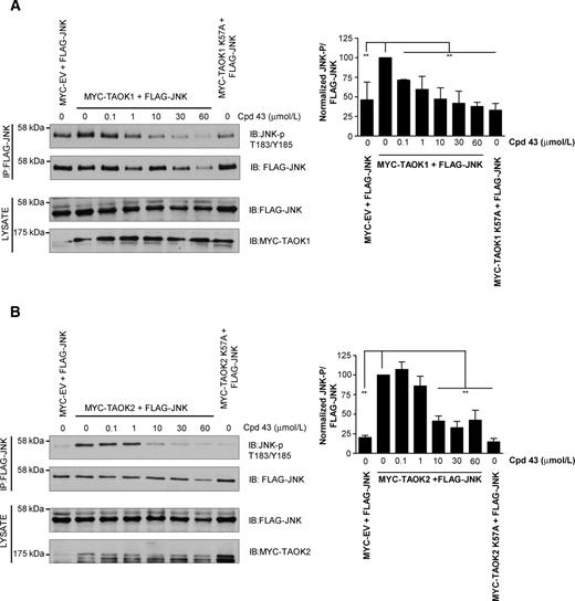 Figure 2. Compound 43 inhibits phosphorylation and activation of JNK by TAOKs in cells. COS1 cells were cotransfected with FLAG-JNK and either (A) pRK5-MYC (MYC-Empty Vector), pRK5-MYC-TAOK1, or pRK5-MYC-TAOK1 (K57A) or (B) pRK5-MYC, MYC-TAOK2, or MYC-TAOK2 (K57A), and treated with compound 43 (0–60 μmol/L) as indicated. After 24 hours, FLAG-JNK was immunoprecipitated from cell lysates and bead pellets immunoblotted for FLAG-JNK-pT183/Y185 or total FLAG-JNK. Cell lysates were also immunoblotted for expression of transfected FLAG-JNK, MYC-TAOK1, or MYC-TAOK2. A and B, Changes in immunoprecipitated FLAG-JNK-pT183/Y185 band intensity relative to total FLAG-JNK (100%) are shown. **, P < 0.01; n = 3.