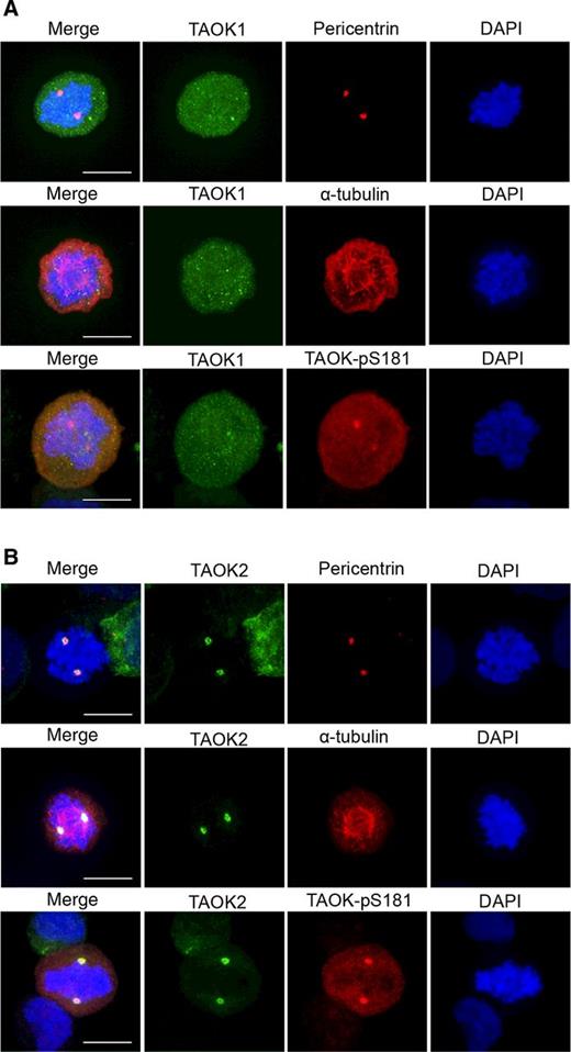Figure 3. TAOK1 and TAOK2 localize to the cytoplasm and centrosomes respectively during mitosis. SKBR3 cells expressing (A) GFP-TAOK1 or (B) GFP-TAOK2 were fixed and costained with antibodies to detect TAOK1, TAOK2, TAOK-pS181, α-tubulin, pericentrin plus DAPI. Representative confocal images are shown. Scale bar, 10 μm.