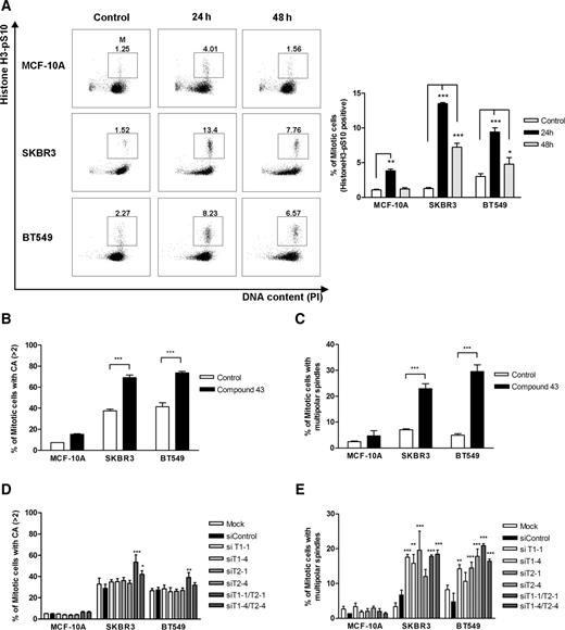 Figure 4. TAOK inhibition increases the mitotic population and the frequency of CA and multipolarity in dividing SKBR3 and BT549 cells. MCF-10A, SKBR3, and BT549 cells were treated with or without compound 43 (10 μmol/L, 24 or 48 hours, A–C) or transfected with siRNA (48 hours, D and E) as indicated. A, Cultures were stained with Alexa-Fluor488-histoneH3-pS10 antibody (mitosis) and PI (DNA). Flow cytometric profiles of cell-cycle distribution are presented in a representative figure and mitotic cells boxed (M). Quantitative analysis of FACS data and changes in % of cells in mitosis are shown. B and C, Cells were fixed and stained with pericentrin and α-tubulin antibodies plus DAPI and % mitotic cells with >2 centrosomes (B) or with multipolar spindles (C) determined. D and E, Cultures were transfected with nontargeting siRNA (siControl) or individual oligonucleotides targeting TAOK1 (siT1-1, siT1-4) or TAOK2 (siT2-1, siT2-4). After 48 hours, cultures were fixed and stained with pericentrin and α-tubulin antibodies plus DAPI and % mitotic cells with >2 centrosomes (D) or multipolar spindles (E) determined. Note that >150 mitotic cells were analyzed in each experiment. *, P < 0.05; **, P < 0.01; and ***, P < 0.001; n = 3.