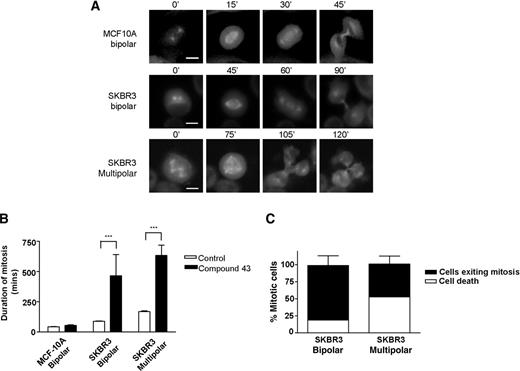Figure 5. Compound 43 prolongs mitosis and causes death in dividing SKBR3 cells. MCF-10A or SKBR3 cells expressing fluorescent GFP-α-tubulin were monitored using time-lapse video microscopy and individual mitotic cells analyzed. A and B, Results showing the time taken for MCF-10A or SKBR3 (bipolar or multipolar) cells to complete mitosis in the absence or presence of compound 43 (5 μmol/L). Scale bar, 10 μm. ***, P < 0.001. C, The percentages of dividing SKBR3 cells undergoing death in mitosis or exiting mitosis in the presence of compound 43 (48 hours). Note that >120 mitotic cells were analyzed for each condition and per experiment (n = 3). Representative time-lapse images are shown in Supplementary Movies S1–S4.