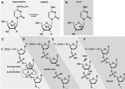 Figure 1. Illustration of the involvement of TDP1 in the repair of CNDAC-induced DNA damage. A, Amidase converts sapacitabine to CNDAC. B, Chemical structure of cytosine arabinoside (cytarabine; AraC). C–D, Proposed mechanism for the generation of ssDNA nicks by β-elimination of incorporated CNDAC (highlighted in the box). E, Excision by TDP1 (shown as scissors) of the 3′-blocking lesion generated by CNDAC. F, Repair by gap filing independently of PARP1.
