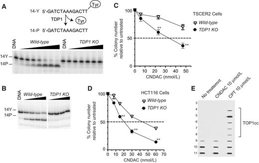 Figure 3. Human TDP1 knockout (TDP1 KO) TSCER2 and HCT116 cells are hypersensitive to CNDAC. A and B, Representative biochemical assay showing lack of TDP1 activity in the TDP1 KO cells. The reaction scheme is shown at the top (Tyr = 3′-phosphotyrosine). Cellular extracts from either wild-type or TDP1 KO TSCER2 (A) or HCT116 (B) cells were tested with serial dilutions (1.6, 5, 14.8, 44.4, 133, 400, and 1,200 μg/mL) for 30 minutes at 25°C. Reduced survival of the TDP1 KO TSCER2 (C) and HCT116 (D) cells treated with CNDAC. y-axis represents colony numbers relative to untreated cells. Cells were incubated continuously for 12 days with the indicated concentrations of CNDAC (x-axis). Error bars show SD for three independent experiments. T-test (**, P < 0.001). E, Immuno complex of enzyme (ICE) bioassay showing lack of TOP1cc after treatment with 10 μmol/L CNDAC for 3 hours. Ten μmol/L CPT for 3 hours was used as positive control (see Supplementary Fig. S1 for generation of the TDP1 knockout cell lines). Fractions 3 to 11 of total 12 fractions are shown.