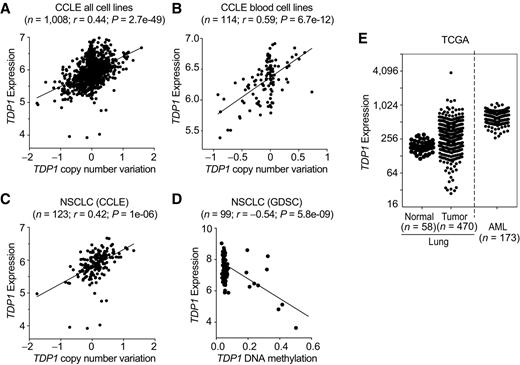 Figure 6. TDP1 expression varies among cancer cells of the same tissue of origin as well as among cancer cells from different tissues of origin. TDP1 mRNA (y-axis, values represent log 2 values for panels A–D) in relation to CNV (x-axis) in the overall collection of CCLE cancer cell lines (A) in the CCLE blood cancer cell lines (B), and in the non–small cell lung cancer cell lines (NSCLC), of the CCLE (C). D, TDP1 expression (y-axis) and methylation of the TDP1 promoter (x-axis) in the NSCLC cell lines from the GDSC database. E, Comparison of TDP1 expression determined by RNA-Seq (RSEM) in normal lung cells vs. NSCLC cells and acute myeloid leukemia (AML) cells (see Supplementary Fig. S2).