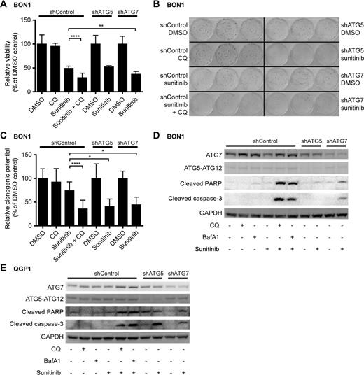 Figure 3. Sunitinib treatment of shATG5 and shATG7 cells only partially phenocopies combination with chloroquine. A, Viability of BON1 shControl, shATG5 and shATG7 cells upon treatment. MTT assay was performed after 72-hour treatment with sunitinib (10 μmol/L), CQ (20 μmol/L), and values were normalized to the respective DMSO control, n ≥ 3. B, Representative pictures of clonogenic assay in BON1 shControl, shATG5, and shATG7 cells. Colonies were fixed and stained after two weeks without treatment. Triplicates of one representative experiment are shown for each treatment. C, Clonogenic assay in BON1 shControl, shATG5 and shATG7 cells. Colony numbers were normalized to the respective DMSO control, n ≥ 3 D, Representative immunoblot for ATG5, ATG7, cleaved caspase-3 and cleaved PARP in BON1 shControl, shATG5 and shATG7 cells after 24-hour treatment with sunitinib (10 μmol/L), CQ (20 μmol/L), BafA1 (20 nmol/L), n = 3. E, Representative immunoblot for ATG5, ATG7, cleaved caspase-3, and cleaved PARP in QGP1 shControl, shATG5 and shATG7 cells after 24-hour treatment with sunitinib (10 μmol/L), CQ (50 μmol/L), BafA1 (50 nmol/L), n = 3.Statistical analysis was performed using unpaired t test, *, P < 0.05; **, P < 0.01; ***, P < 0.001; ****, P < 0.0001.