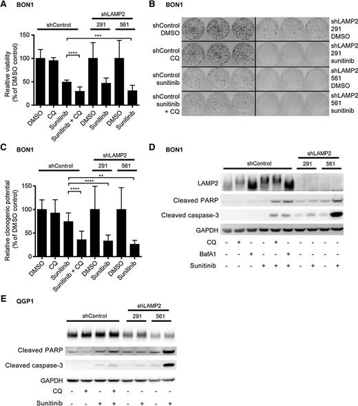 Figure 4. Sunitinib treatment of shLAMP2 cells phenocopies combination with chloroquine. A, Viability of BON1 shControl, shLAMP2-291 and shLAMP2-561 cells upon treatment. MTT assay was performed after 72-hour treatment with sunitinib (10 μmol/L), CQ (20 μmol/L) and values were normalized to the respective DMSO control, n ≥ 3. B, Representative pictures of clonogenic assay in BON1 shControl, shLAMP2-291 and shLAMP2-561 cells. Colonies were fixed and stained after two weeks without treatment. Triplicates of one representative experiment are shown for each treatment. C, Clonogenic assay in BON1 shControl, shLAMP2-291 and shLAMP2-561 cells. Colony numbers were normalized to the respective DMSO control, n ≥ 3 D, Representative immunoblot for LAMP2, cleaved caspase-3 and cleaved PARP in BON1 shControl, shLAMP2-291, and shLAMP2-561 after 24-hour treatment with sunitinib (10 μmol/L), CQ (20 μmol/L), BafA1 (20 nmol/L), n = 3. E, Representative immunoblot for LAMP2, cleaved caspase-3, and cleaved PARP in QGP1 shControl, shLAMP2-291 and shLAMP2-561 after 24-hour treatment with sunitinib (10 μmol/L), CQ (50 μmol/L), n = 3. Statistical analysis was performed using unpaired t test, *, P < 0.05; **, P < 0.01; ***, P < 0.001; ****, P < 0.0001.