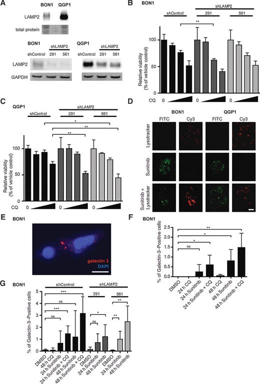 Figure 5. Effect of combination treatment depends on lysosome stability and is mediated by lysosomal membrane permeabilization. A, Representative immunoblots for LAMP2 in BON1 and QGP1 shControl, shLAMP2-291 and shLAMP2-561 cells, n > 3. B, Viability of BON1 shControl, shLAMP2-291 and shLAMP2-561 cells upon treatment. MTT assay was performed after 72-hour treatment with increasing concentrations of CQ (20 μmol/L, 50 μmol/L, 100 μmol/L) and values were normalized to the respective vehicle control, n = 3. C, Viability of QGP1 shControl, shLAMP2-291 and shLAMP2-561 cells upon treatment. MTT assay was performed after 72-hour treatment with increasing concentrations of CQ (20 μmol/L, 50 μmol/L, 100 μmol/L) and values were normalized to the respective vehicle control, n = 3. D, Representative images showing the colocalization of the sunitinib autofluorescence (72 hours, 10 μmol/L) in the FITC channel and Lysotracker Red staining lysosomes (1 hour, 100 nmol/L) in the Cy3 channel. Scale bar, 10 μm, applies to all images. E, Representative immunofluorescent picture of a LMP-positive BON1 cell showing galectin 3 dotted staining and a negative cell without dotted galectin 3 staining upon 48-hour sunitinib + CQ treatment. Nuclei were stained with DAPI. Scale bar, 20 μm. F, LMP in BON1 cells upon treatment. Percentage of galectin 3–positive cells upon 24- and 48-hour treatment with sunitinib (10 μmol/L) and CQ (20 μmol/L) was calculated from 500–600 counted cells in randomly chosen fields, n = 5. G, LMP in BON1 shControl, shLAMP2-291, and shLAMP2-561 cells upon treatment. Percentage of galectin 3–positive cells upon 24- and 48-hour treatment with sunitinib (10 μmol/L) and CQ (20 μmol/L) was calculated from 500–600 counted cells in randomly chosen fields, n ≥ 5. Statistical analysis was performed using unpaired t test, *, P < 0.05; **, P < 0.01; ***, P < 0.001; ****, P < 0.0001.