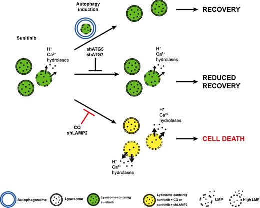 Figure 6. Proposed model of sunitinib and combination effect. Sunitinib accumulates in lysosomes and induces autophagy. Autophagy enables recovery of the cells, therefore playing a prosurvival role. If autophagy is blocked via knockdown of ATG5 or ATG7 in combination with sunitinib, reduced recovery is observed. Upon combination of sunitinib with CQ or LAMP2 knockdown, both combinations collaborate to a higher destabilization of lysosomes in addition to reduced recovery, leading to apoptosis-dependent cell death.