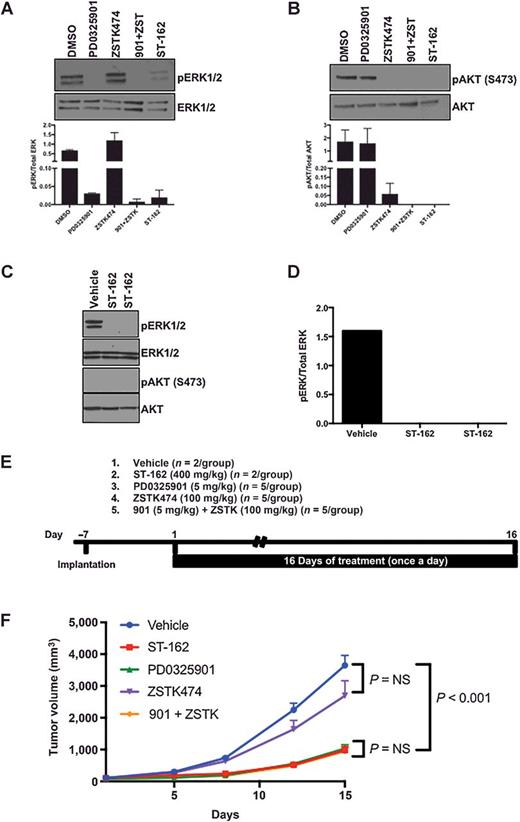 Figure 1. Antitumor activity of bifunctional inhibitor in murine colorectal xenograft model. A and B, Western blotting and densitometry of cell lysates from CT26 cells treated with 10 μmol/L 901, ZSTK, combination of both (901 + ZSTK, 10 μmol/L each), or 20 μmol/L of ST-162. Presented data are compiled from two independent Western blots with mean values ± SEM. C, Western blotting of tumors from CT26 xenografts. Approximately 100 mm3 tumor–bearing animals were treated with 400 mg/kg ST-162 or vehicle for 2 hours prior to tumor excision and processing for analysis. D, Densitometry of Western blot presented in C. Presented data are from one Western blot of tumor samples from two ST-162–treated mice and one untreated mouse. E, Experimental design (n = 2 for vehicle and ST-162–treated groups and n = 5 for all other groups; each mouse was injected with CT26 cells into the right and left flank/2 tumors per animal). Treatment was initiated 7 days after CT26 implantation, indicated as day 1 of drug treatment. Mice were treated orally once daily for 16 days with vehicle, 400 mg/kg ST-162, 5 mg/kg 901, 100 mg/kg ZSTK474, or combination of 901 + ZSTK (5 and 100 mg/kg, respectively). F, Tumor growth inhibition during 16 days of treatment as measured by MRI. ZSTK474 alone had no significant effect on tumor growth when compared with vehicle control–treated animals (ns). Significant tumor growth inhibition (P < 0.0001) was observed between control and 901-treated animals. Combination therapy (901 + ZSTK) and ST-162 both produced reductions in tumor growth that were indistinguishable from 901 over the 16-day treatment period (ns).