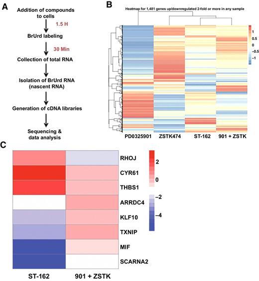 Figure 4. Gene set analysis reveals common pathway regulation between combination of MEK and PI3K inhibition and bifunctional MAPK/PI3K inhibitor (ST-162). A, Diagram illustrating the main steps in Bru-seq. B, Clustered heatmap (z-scores) of 1,481 genes up/downregulated 2-fold or more in any sample. A2058 cells were treated with 10 μmol/L 901, ZSTK474, 901 + ZSTK (10 μmol/L each), or 20 μmol/L ST-162. C, Comparison of gene expression changes by Bru-seq modulated by combining single-kinase therapy versus bifunctional kinase inhibition. Heatmap of 8 genes differentially regulated (up/downregulated) in 901+ ZSTK treated versus ST-162–treated melanoma A2058 cells.