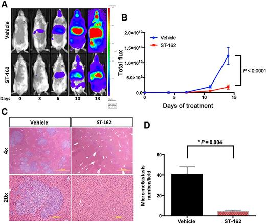 Figure 5. Effects of MAPK/PI3K inhibition on migratory properties of melanoma cells. We injected A2058-luciferase cells via the left cardiac ventricle and imaged tumor burden by bioluminescence imaging immediately after injection and then on days 3, 6, 10, and 13. A total of 20 NSG mice were injected and randomized into two groups (n = 10/group). A, Representative bioluminescence images are shown for each group at different time points. B, Total flux was plotted for vehicle-treated animals (blue) or animals treated daily with 400 mg/kg of ST-162 over the course of 14 days. Statistical significance (P < 0.0001) was determined between vehicle control and ST-162–treated animals at the end of treatment. C, Microscopic images (×4 and ×20) of H&E staining from hepatic tissue of animals treated with vehicle or ST-162 on day 14. D, Quantification of micrometastases (number/field) from 6 different mice per group. Group comparisons were performed using an unpaired Student t test. Statistical significance was assessed at P < 0.05 using GraphPad software.