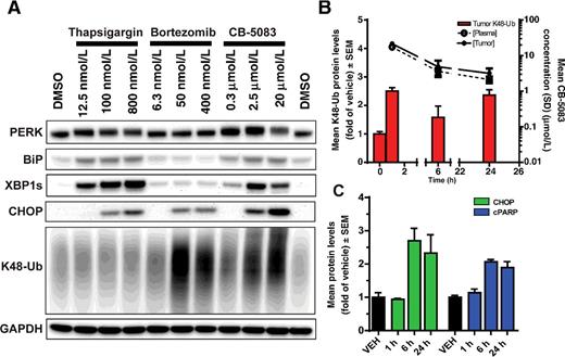 Figure 2. CB-5083 activates UPR and apoptosis of multiple myeloma cell lines in vitro and in vivo. A, RPMI8226 cells were treated with DMSO, CB-5083 (0.3125–20 μmol/L), bortezomib (6.25–400 nmol/L), or thapsigargin (12.5–800 nmol/L) during 8 hours. Protein lysates were subjected to immunoblotting with anti-BiP, XBP1s, PERK, CHOP, K48 ubiquitin, or GAPDH antibodies. B, SCID beige mice bearing RPMI8226 tumors (n = 3–4/group) received a single oral dose of CB-5083 at 60 mg/kg. Tumors were collected at 1, 6, and 24 hours postdose, and tumor lysates were subjected to MSD analysis for K48 ubiquitin. Plasma from the same mice was collected, and levels of CB-5083 were determined by LC-MS and plotted with K48-Ub modulation. C, The same tumor lysates were subjected to measurement of CHOP and cPARP protein levels by MSD.