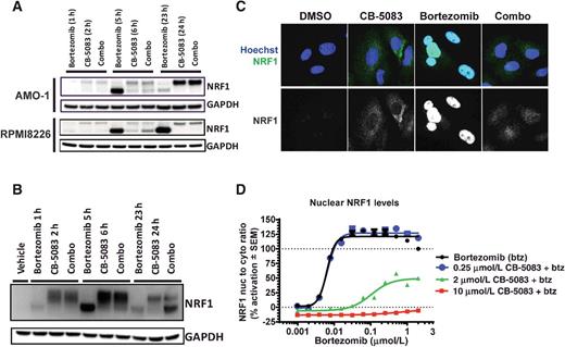 Figure 5. The Nrf1 upregulation induced by bortezomib is inhibited by CB-5083. A, AMO-1, RPMI8226, and MM.1S cells were treated with either bortezomib (10 nmol/L), CB-5083 (1 μmol/L), or in combination, with CB-5083 administered 1 hour prior to bortezomib. Protein lysates were immunoblotted at different time points with anti- Nrf1 and GAPDH antibodies. B, SCID beige mice bearing RPMI8226 tumors (n = 3–4/group) received a single oral dose of CB-5083 at 60 mg/kg, and 1 hour later, a single dose of bortezomib at 0.8 mg/kg or the combination of both agents. Tumor were collected at 2, 6, and 24 hours after CB-5083 dose, and tumor lysates were subjected to immunoblot of Nrf1. C, Immunofluorescence of Nrf1 and nucleus in A549 adherent cells. Cells were treated with 1 μmol/L of bortezomib, 10 μmol/L of CB-5083, or with the combination of both agents for 8 hours. D, The levels of Nrf1 in the nucleus were measured.
