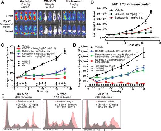 Figure 7. CB-5083 demonstrates a broad activity in in vivo relevant multiple myeloma models. A and B, MM.1S–Luc cells (1 × 106) were injected by the tail vein in NSG mice. On day 12, mice were randomized (n = 5/group) in a vehicle group, CB-5083 (60 mg/kg, 4 days on/3 days off) and bortezomib (1 mg/kg, biw). Bioluminescence signal was captured on days 12 and 25 of treatment, and the flux signal was quantified in graph (B). C, SCID beige mice bearing established RPMI8226 tumors (n = 10/group) were treated with vehicle (0.5% methyl cellulose), CB-5083 [100 mg/kg, orally (PO), 4 days on/3 days off], bortezomib (1 mg/kg, i.v., twice per week), carfilzomib (5 mg/kg, i.v., 2 days on/5 days off) or ixazomib (11 mg/kg, orally, twice per week) during 18 days. D, SCID beige mice bearing advanced (>300 mm3) RPMI8226 tumors (n = 10/group) were treated with vehicle, CB-5083 (40 mg/kg, orally, 4 days on/3 days off), a combination of dexamethasone (0.1 mg/kg, i.p., daily) + lenalidomide (20 mg/kg, orally, daily), or the triple combination CB-5083/dexamethasone/lenalidomide, during 25 days. E, Three Vk*MYC mice were treated with CB-5083 (30 mg/kg, orally 4 days on/3 days off) during 14 days. M-protein was measured by SPEP predose days 0 and 14 posttreatment.