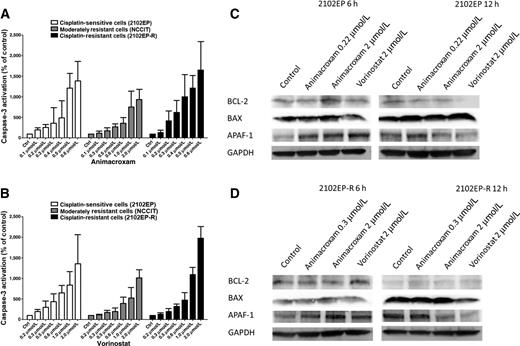 Figure 5. Apoptotic effects of animacroxam in TGCT cells. A, Caspase-3 activation in cisplatin-sensitive 2102EP cells, moderately sensitive NCCIT cells, and cisplatin-resistant 2102EP-R cells after treatment with increasing concentrations of animacroxam (0.1–2.0 μmol/L) for 48 hours. B, Caspase-3 activation in 2102EP, NCCIT, and 2102EP-R cells after treatment with increasing concentrations of vorinostat (0.2–2.0 μmol/L) for 48 hours. Results are given as means ± SD of n = 3 independent experiments. C and D, Representative Western blots showing animacroxam induced changes in the expression of anti-apoptotic BCL-2, pro-apoptotic BAX, and the mitochondrial mediator of apoptosis APAF-1 after 6 and 12 hours of incubation with animacroxam and vorinostat, respectively.