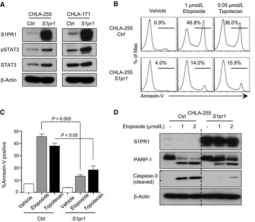 Figure 2. S1PR1 promotes STAT3 activation and chemoresistance in NB cells. A, Western blotting showing S1PR1, pSTAT3, and STAT3 expression levels in control (vector alone) and MSCV-S1pr1–overexpressing CHLA-255 and CHLA-171 cells. Data are representative of 3 independent experiments with similar results. B, Flow cytometry analysis of control and S1pr1 overexpressing CHLA-255 cells treated with 1 μmol/L etoposide or 0.05 μmol/L topotecan for 24 hours, and then stained with Annexin V. C, Graph showing percentages of Annexin V–positive apoptotic cells in control and S1pr1-overexpressing NB cells treated with indicated drugs. Data represent mean ± SEM of 3 independent experiments. D, Western blotting of uncleaved and cleaved PARP-1 and cleaved caspase-3 in control and S1pr1-overexpressing CHLA-255 cells following exposure to the indicated concentrations of etoposide for 24 hours.