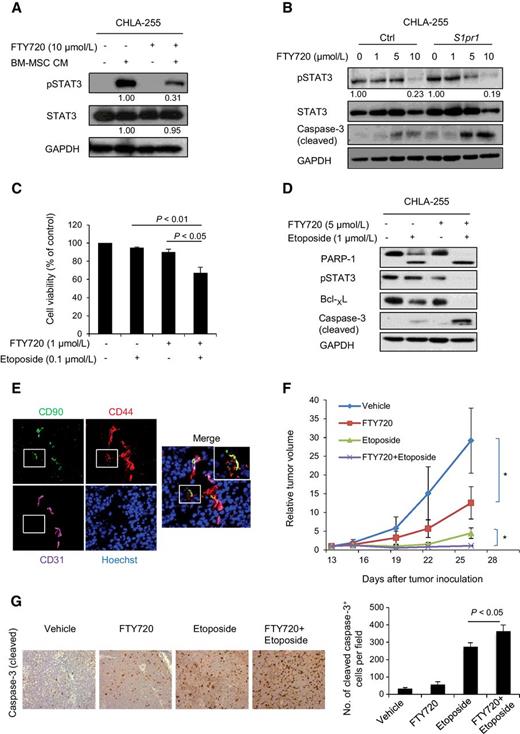 Figure 3. FTY720 inhibits STAT3 activity and sensitizes NB cells to etoposide. A, Western blotting showing the effects of FTY720 on pSTAT3 in CHLA-255 cells. CHLA-255 cells were serum starved for 2 hours, treated for 2 hours with 10 μmol/L FTY720, and followed by 20 minutes incubation with BM-MSC CM (10%). B, Western blotting comparing the indicated protein levels in control or S1pr1 overexpressing CHLA-255 cells treated with indicated concentrations of FTY720. C, Effects of etoposide or FTY720 alone or in combination on the viability of CHLA-255 cells by MTS assay following 48-hour treatment. Data represent mean ± SEM percentage of viable cells from 4 independent experiments. D, Western blotting of indicated proteins in CHLA-255 cells treated with 5 μmol/L FTY720 or 1 μmol/L etoposide alone or in combination for 24 hours. In A, B, and D, data are representative of 2 to 3 independent experiments with similar results. E, Immunofluorescence staining of CHLA-255+hBM-MSCs tumors, collected at the end of the in vivo experiment, with anti-CD90 (green), anti-CD44 (red), and anti-CD31 (purple) antibodies. Zoomed inset highlights cells expressing MSC markers, CD90+/CD44+/CD31− (20× magnification). F, RTV of NB xenografts in mice treated with vehicle (n = 4), FTY720 alone (n = 6), etoposide alone (n = 5), or FTY720 plus etoposide (n = 6). Mice were treated with 5 mg/kg FTY720 daily, 5 days a week for a total of 2 weeks, 5 mg/kg etoposide on the first day of treatment, and then 2 more times at 6-day interval (for a total of 3 doses), or a combination of FTY720 and etoposide. *, P < 0.05. G, Representative immunohistochemistry images for cleaved caspase-3 staining in tumor sections (20× magnification). Right, quantification of cleaved caspase-3–positive cells in tumor tissue. Data were analyzed by ImageJ software from 3 to 4 fields examined in 3 sections for each tumor.