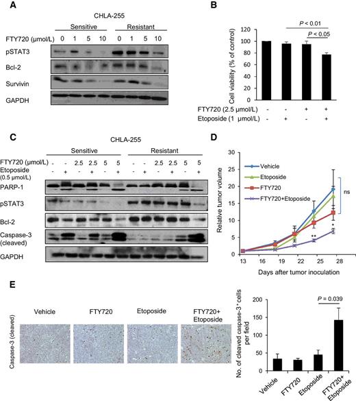 Figure 5. FTY720 inhibits STAT3 and sensitizes etoposide-resistant NB cells in vitro and in vivo.A, Western blotting comparing the indicated protein amounts in CHLA-255-sensitive- or -resistant cells treated with indicated concentrations of FTY720 for 4 hours. GAPDH was used as loading control. Data are representative of 2 independent experiments with similar results. B, MTS assay to measure effects of treatment (48 hours) with etoposide or FTY720 alone or in combination on the viability of CHLA-255-resistant cells. Data represent mean ± SEM percentage of viable cells from 4 independent experiments. C, Western blotting of indicated protein levels from CHLA-255 etoposide-sensitive and -resistant NB cells following treatment with FTY720 at indicated concentrations or 0.5 μmol/L etoposide alone or in combination for 24 h. D, RTV of etoposide-resistant NB xenografts in mice treated with vehicle (n = 5), FTY720 alone (n = 5), etoposide alone (n = 6), or FTY720 plus etoposide (n = 6); **, P < 0.01; *, P < 0.05 versus FTY720-treated mice. ns, nonsignificant. Mice were treated with 5 mg/kg FTY720 daily, 5 days a week for a total of 2 weeks, 5 mg/kg etoposide on the first day of treatment, and then 2 more times at 6-day interval (for a total of 3 doses), or a combination of FTY720 and etoposide. E, Representative immunohistochemistry images for cleaved caspase-3 staining in tumor tissue (20× magnification). Right, quantification of cleaved caspase-3–positive cells in tumor tissue. Data were analyzed by ImageJ software and represent the mean + SEM number of positive cells from 3 to 4 fields in 3 sections of each tumor.