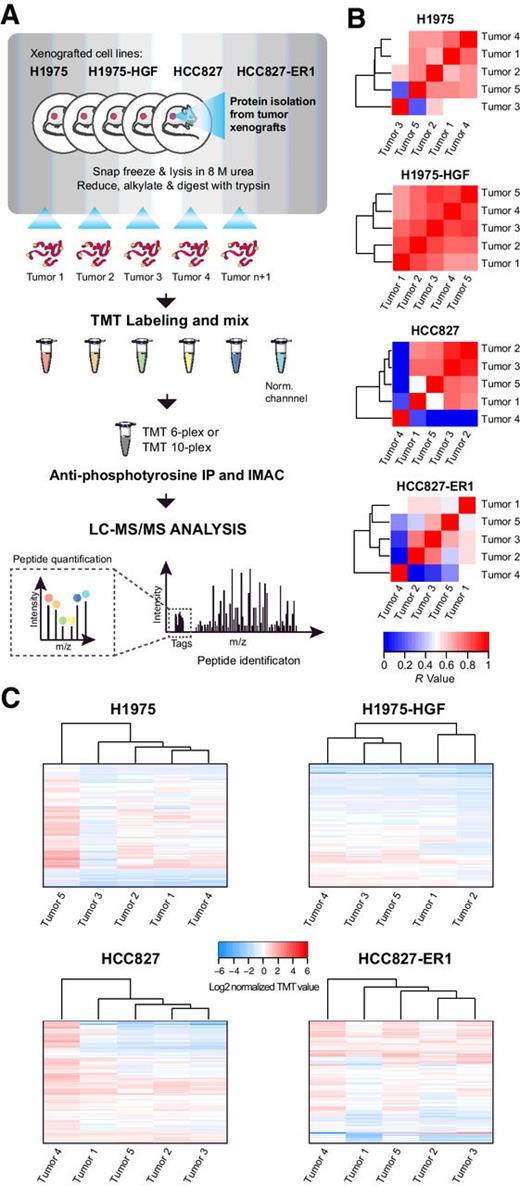 Figure 2. Workflow of quantitative phosphotyrosine profiling of NSCLC xenografts and evaluation of vehicle-treated tumor heterogeneity. A, Phosphoproteomics workflow of the sample-processing pipeline for quantitative MS-based analysis of NSCLC xenograft tumors. B and C, Heatmaps of Pearson correlation coefficient (R value; B) and hierarchical clustering (Euclidian distance) of phosphopeptide changes (C) for evaluation of vehicle-treated tumor heterogeneity within each xenograft model.