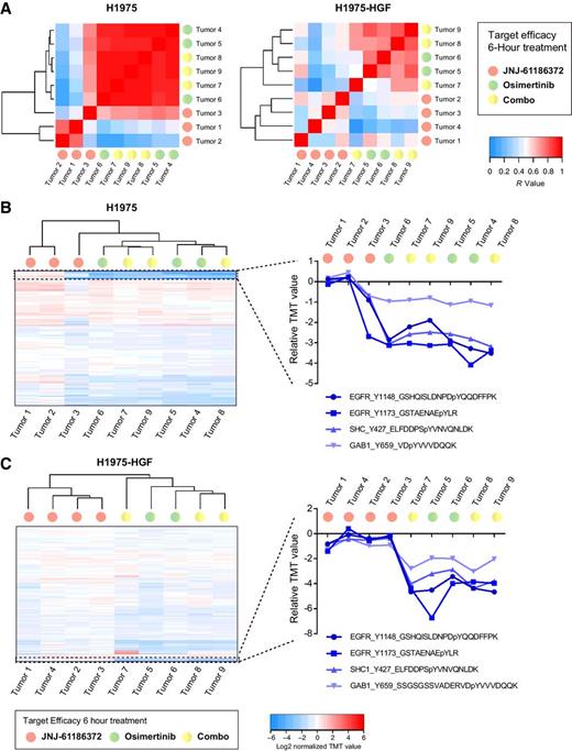 Figure 3. In vivo target efficacy in H1975 and H1975-HGF xenografts. A, Heatmaps of Pearson's correlation coefficient (R value) from H1975 (left) and H1975-HGF (right) xenograft models for evaluation of target efficacy upon 6 hours of treatment with osimertinib and JNJ-61186372 alone or in combination. B and C, Hierarchical clustering (Euclidian distance) of relative phosphopeptide changes and extracted phosphotyrosine profiles from selected proteins (EGFR, Shc1, and Gab1) as indicated to evaluate in vivo target efficacy. Results are presented for tumors from H1975 (B) and H1975-HGF (C) xenografts. p, phosphorylated.