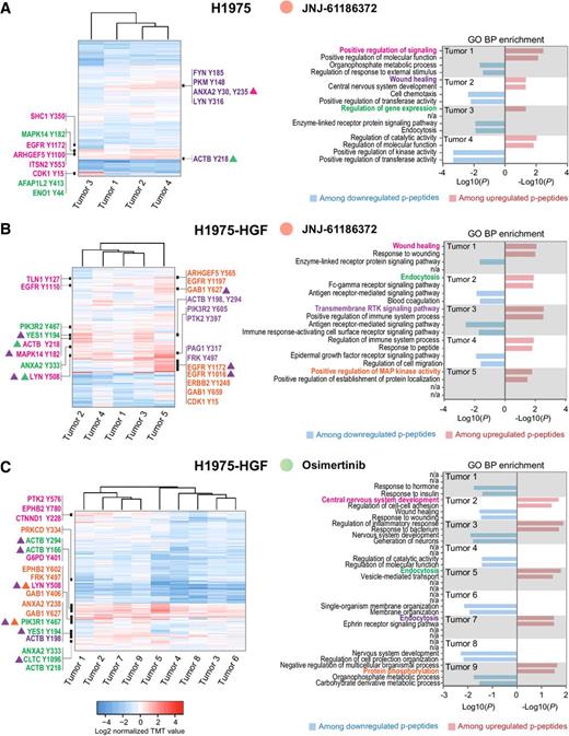Figure 4. Unique phosphotyrosine rewiring defines resistance to osimertinib and JNJ-61186372 monotherapy in H1975 and H1975-HGF xenografts. A–C, Hierarchical clustering (Euclidian distance) of phosphopeptide changes for resistant tumors from H1975; JNJ-61186372 (A), H1975-HGF; JNJ-61186372 (B) and H1975-HGF; osimertinib (C) (left). Right panels represent bar graphs of the two most significantly overrepresented GO terms (biological process, BP) among up- and downregulated phosphopeptides for each tumor. Black bars in the heatmap (left) represent areas with phosphopeptides (represented by gene name and phosphorylated tyrosine) for which the corresponding gene support a GO term (highlighted and matched by color) in the bar graph (right). Triangles indicate association with multiple GO terms (matched by color).