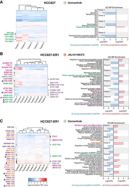 Figure 5. Unique phosphotyrosine rewiring defines resistance to osimertinib and JNJ-61186372 monotherapy in HCC827 and HCC827-ER1 xenografts. A–C, Hierarchical clustering (Euclidian distance) of phosphopeptide changes for resistant tumors from HCC827; osimertinib (A), HCC827-ER1; JNJ-61186372 (B) and HCC827-ER1; osimertinib (C) (left). Right panels represent bar graphs of the two most significantly overrepresented GO terms (biological process, BP) among up- and downregulated phospho(p)-peptides for each tumor. Black bars in the heatmap (left) represent areas with phosphopeptides (represented by gene name and phosphorylated tyrosine) for which the corresponding gene support a GO term (highlighted and matched by color) in the bar graph (right). * denotes multiple phosphorylated tyrosine-containing peptides. Triangles indicate association with multiple GO terms (matched by color).