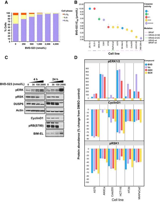 Figure 2. BVD-523 inhibits cellular proliferation and enhances caspase-3/7 activity in vitro. A, Percentage of UACC-62 cell population in G2, S, or G1 phase of the cell cycle following incubation for 24 hours with increasing concentrations of BVD-523 (representative data shown). B, Cell line–dependent changes in caspase activity after 48 hours of exposure to BVD-523 (0, 0.082, 0.247, 0.741, 2.222, 6.667, 20 μmol/L) compared with the IC50 for cell viability (maximum change in caspase shown, <2-fold: −; 2-fold: +/−; 2- 3- fold increase: +; 3- 6- fold increase: +++; >6-fold increase +++++; n = 3). C, MAPK pathway and effector proteins are modulated by acute (4-hour) and prolonged (24-hour) BVD-523 treatment in BRAFV600E-mutant A375 cells (representative data shown). D, Levels of pERK1/2, pRSK, and Cyclin D1 measured in cell lines (A375, AN3Ca, Colo205, HCT116, HT29, and MIAPaca2) following 24-hour treatment with ERK1/2 inhibitors BVD-523 (BVD), Vx11e (Vx), GDC-0994 (GDC), or SCH772984 (SCH; n = 4 for each treatment group per cell line). Data are average ± SEM relative to DMSO control.