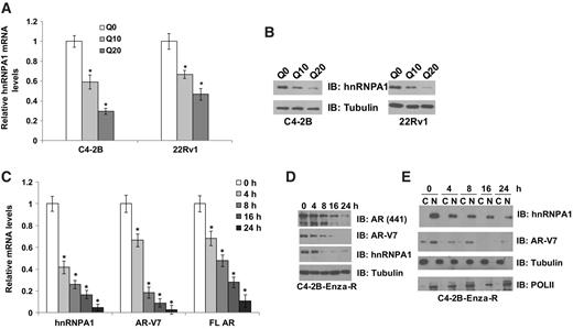 Figure 1. Quercetin downregulates hnRNPA1, FL AR, and AR-V7. C4-2B and CWR22Rv1 cells were treated with 10 or 20 μmol/L quercetin and mRNA (A) and protein (B) levels of hnRNPA1 were analyzed using qRT-PCR and Western blotting, respectively. Quercetin induced a dose-dependent decrease in both mRNA and protein levels of hnRNPA1 in both cell lines tested. C4-2B-Enza-R cells were treated with 20 μmol/L quercetin for 0, 4, 8, 16, or 24 hours and mRNA (C) and protein (D) levels of hnRNPA1, FL AR, and AR-V7 were analyzed using qRT-PCR and Western blotting, respectively. Quercetin induced a time-dependent decrease in hnRNPA1, FL AR, and AR-V7 levels. E, C4-2B-Enza-R cells were treated with 20 μmol/L quercetin for 0, 4, 8, 16, or 24 hours, and cytoplasmic and nuclear extracts were prepared. Protein levels of hnRNPA1 and AR-V7 were analyzed in the extracts using Western blotting. Quercetin induced a time-dependent decrease in the total levels of both hnRNPA1 and AR-V7. Reduction in the nuclear transport of hnRNPA1 accompanied by cytoplasmic retention was not observed as reported earlier. Results are presented as means ± SD of 3 independent experiments performed with triplicates. *, P ≤ 0.05.