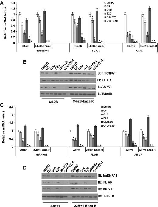 Figure 2. Treatment with a combination of quercetin and enzalutamide synergistically downregulates hnRNPA1, FL AR, and AR-V7. C4-2B and C4-2B-Enza-R cells were treated with 5 or 10 μmol/L quercetin and 20 μmol/L enzalutamide either singly or in combination. Total RNA or proteins were extracted and mRNA (A) and protein (B) levels of hnRNPA1, FL AR, and AR-V7 were analyzed using qRT-PCR and Western blotting, respectively. Combination of quercetin and enzalutamide reduced the expression of hnRNPA1, FL AR, and AR-V7 synergistically. Similarly, 22Rv1 and 22Rv1-Enza-R cells were treated with 5 or 10 μmol/L quercetin and 20 μmol/L enzalutamide either singly or in combination. Total RNA or proteins were extracted and mRNA (C) and protein (D) levels of hnRNPA1, FL AR, and AR-V7 were analyzed using qRT-PCR and Western blotting, respectively. Combination of quercetin and enzalutamide reduced the expression of hnRNPA1, FL AR, and AR-V7 synergistically. Results are presented as means ± SD of 3 independent experiments performed with triplicates. *, P ≤ 0.05.