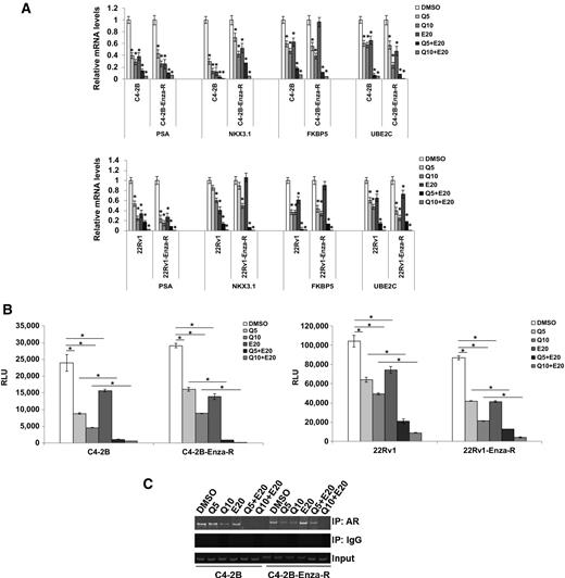 Figure 3. Combination treatment with quercetin and enzalutamide downregulates androgen receptor signaling synergistically. A, C4-2B and C4-2B-Enza-R (top) and 22Rv1 and 22Rv1-Enza-R (bottom) cells were treated with 5 or 10 μmol/L quercetin and 20 μmol/L enzalutamide either singly or in combination. Expression levels of androgen receptor–regulated genes PSA, NKX3.1, FKBP5, and UBE2C were analyzed using qRT-PCR. Treatment with the combination of quercetin and enzalutamide reduced the mRNA levels of all 4 androgen receptor–regulated genes. B, C4-2B and C4-2B-Enza-R (left) and 22Rv1 and 22Rv1-Enza-R (right) cells were transfected with PSA-enhancer/promoter-luciferase reporter vector and treated with 5 or 10 μmol/L quercetin and 20 μmol/L enzalutamide either singly or in combination. Luciferase reporter activities were measured using a luminometer. Treatment with the combination of quercetin and enzalutamide reduced the activity of luciferase synergistically. C, C4-2B and C4-2B-Enza-R cells were treated with 5 or 10 μmol/L quercetin and 20 μmol/L enzalutamide either singly or in combination. Cell lysates were subjected to ChIP assays to examine the recruitment of the androgen receptor to the ARE-I/II region of the PSA promoter. Treatment with the combination of quercetin and enzalutamide reduced the recruitment of the AR to the PSA promoter synergistically. Results are presented as means ± SD of 3 independent experiments performed with triplicates. *, P ≤ 0.05.
