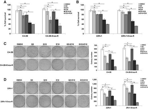 Figure 4. Combination treatment with quercetin and enzalutamide resensitizes resistant cells to enzalutamide in vitro. C4-2B and C4-2B-Enza-R (A) and 22Rv1 and 22Rv1-Enza-R (B) cells were treated with 5 or 10 μmol/L quercetin and 20 μmol/L enzalutamide either singly or in combination and cell survival was analyzed. Treatment with the combination of quercetin and enzalutamide reduced the cell survival of the enzalutamide-resistant C4-2B-Enza-R and 22Rv1-Enza-R cells significantly compared with treatment with either agent alone. C4-2B and C4-2B-Enza-R (C) and 22Rv1 and 22Rv1-Enza-R (D) cells were treated with 5 or 10 μmol/L quercetin and 20 μmol/L enzalutamide either singly or in combination for 24 hours and the clonogenic ability of the surviving cells was analyzed. Treatment with the combination of quercetin and enzalutamide reduced the clonogenic ability of the enzalutamide-resistant C4-2B-Enza-R and 22Rv1-Enza-R cells significantly compared with either agent alone. Right, Quantification of the numbers of colonies formed by cells in the respective treatment groups. Results are presented as means ± SD of 3 independent experiments performed with triplicates. *, P ≤ 0.05.