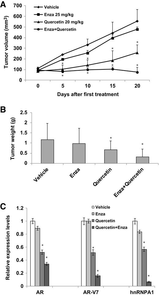 Figure 5. Combination treatment with quercetin and enzalutamide resensitizes resistant cells to enzalutamide in vivo. 22Rv1 cells (2 × 106) were injected subcutaneously into both flanks of SCID mice, and tumor growth was monitored. Once the tumors were palpable, the mice were randomly divided into 4 groups (n = 6/group) and treated with: (i) vehicle (0.5% Methocel 4AM), (ii) 25 mg/kg enzalutamide via oral gavage daily for 5 days/week, (iii) 20 mg/kg quercetin i.p. daily for 5 days/week, and (iv) a combination of quercetin and enzalutamide daily for 5 days/week. Tumors (n = 12/group) were monitored twice a week and were harvested and weighed at the end of 3 weeks. Tumor volumes (A) and weights (B) of tumors treated with the combination of quercetin and enzalutamide were significantly reduced. C, Total RNAs derived from the tumor tissues were analyzed by qRT-PCR for the expression levels of hnRNPA1, FL AR, and AR-V7. Transcript levels of hnRNPA1, FL AR, and AR-V7 were reduced significantly in the tumor tissues by treatment with the combination of quercetin and enzalutamide. *, P ≤ 0.05.