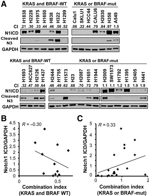 Figure 2. Correlation between activated Notch1 intracellular domain (N1ICD) or cleaved Notch3 and CI values for treatment with BMS-906024 and paclitaxel. A, Western blot of basal levels of N1ICD and cleaved N3 for all 31 untreated NSCLC cell lines used in the study grouped by KRAS/BRAF status (top: initial set of 14 lines; bottom: additional 17 lines). CI values at the IC50 for paclitaxel and 100 nmol/L BMS-906024 are shown. B, Linear regression of CI values for paclitaxel plus BMS-906024 versus levels of Notch1 ICD normalized to GAPDH in the KRAS and BRAF-WT cell lines. C, Linear regression of CI values for paclitaxel plus BMS-906024 versus levels of Notch1 ICD normalized to GAPDH in the KRAS or BRAF-mut cell lines. R, Pearson correlation coefficient.