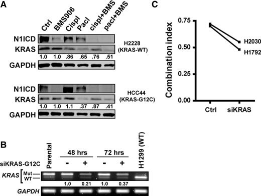 Figure 3. Effect of modulating mutant KRAS expression on synergy between paclitaxel and BMS-906024. A, Western blot of Notch1 intracellular domain (N1ICD) and KRAS following 72 hours of treatment with control (ctrl), 100 nmol/L BMS-906024 (BMS906), cell line–specific IC50 for cisplatin (cispl) or paclitaxel (pacl), or the combination of 100 nmol/L BMS-906024 (BMS) with IC50 for cisplatin or paclitaxel. The change in KRAS protein levels relative to the control and normalized to GAPDH is indicated below the immunoblot. B, Agarose gel verification showing RT-PCR and RFLP analysis of knockdown of mutant KRAS expression in H2030 cells 48 and 72 hours after transfection with 60 nmol/L siRNA against mutant KRAS-G12C (siKRAS-G12C). The change in mutant KRAS transcript levels relative to the nontargeting siRNA control and normalized to GAPDH is indicated below the gel. Parental H2030 is shown as an untransfected control. H1299 is shown as a KRAS-WT control. C, CI values at the IC50 for paclitaxel and 100 nmol/L BMS-906024 in two KRAS-G12C–mutant NSCLC cell lines in which mutant KRAS was knocked down by siRNA (siKRAS) as compared with a nontargeting siRNA control (Ctrl).