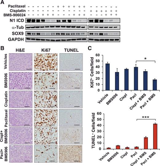 Figure 6. BMS-906024 enhances paclitaxel-induced apoptosis and proliferation inhibition. A, Western blot of Notch1 intracellular domain (N1 ICD) and SOX9 protein levels from HCC44 xenografts harvested after 4 days of treatment. α-Tub and GAPDH were the loading controls for N1 ICD and SOX9, respectively (α-Tub = α-tubulin). B, Representative images from H&E, Ki67, and TUNEL staining of harvested HCC44 xenografts following one round of treatment with vehicles, BMS-906024 (BMS906), cisplatin (cispl), paclitaxel (pacl), or the combination of BMS-906024 (BMS) and cisplatin or paclitaxel. Magnification, ×200. Scale bars, 200 μm. C, quantification of Ki67 (top) or TUNEL (bottom) staining. The average number of positive cells per ×200 field from five random areas of three tumors each is shown. Error bars represent SD. *, P < 0.05 and ***, P < 0.001.