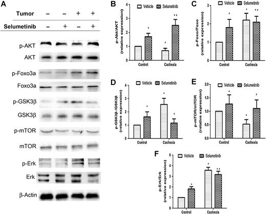 Figure 7. Effect of selumetinib on the expression and phosphorylation of ERK and AKT in the gastrocnemius muscle of cancer cachexia model. The representative Western blot analysis (A) and the relative band densities compared with vehicle-treated control group normalized with β-actin (B–F) show that selumetinib inhibited ERK (F), FoxO3a (C), and GSK3β (D) phosphorylation and induced AKT (B) and mTOR (E) phosphorylation. Data represent the means ± SD. *, P < 0.05 versus the value of vehicle-treated control group, and #, P < 0.05 versus the value of vehicle-treated cachexia group (Student t test).