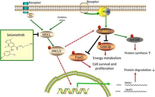 Figure 8. Proposed mechanism for selumetinib treatment on the reversal of skeletal muscle wasting.
