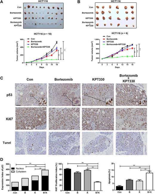 Figure 4. Bortezomib and KPT330 cotreatment inhibit HCT116 xenografts in nude mice. A, Relative tumor growth of early-stage HCT116 xenografts (10–20 mm3) treated with vehicle (control), 1 mg kg/mL of bortezomib, 10 mg/kg of KPT330 or in combination measured from 0 to 18 days posttreatment (n = 10 per group). B, Relative tumor growth of late stage HCT116 xenografts (200 mm3) receiving the same treatment conditions (n = 6 per group). C, Immunohistochemical staining of p53, Ki67, and DNA fragmentation in tumor tissues. D, Quantitative statistics of the immunohistochemical staining. Bars represent 100 μm. The data shown represent the mean ± SEM (**, P < 0.01).