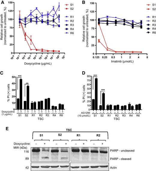 Figure 1. TSCs derived from recurrent GFAP/tTA:TRE/hPDGFB tumors are resistant to hPDGFB suppression. A, Relative cell growth measured by ATP content of TSC-Ss and TSC-Rs cultures treated with doxycycline for 7 days. Data points represent five independent experiments conducted in triplicate presented as the mean ± SEM. When comparing all TSC-Ss lines to all TSC-Rs lines, P < 0.0001. B, Relative cell growth measured by ATP content of TSC-Ss and TSC-Rs cultures treated with imatinib for 7 days. Data points represent five independent experiments conducted in triplicate presented as the mean ± SEM. When comparing all TSC-Ss lines to all TSC-Rs lines, P < 0.0001. C, Cell death measured by FACS analysis of PI positivity in TSCs grown in the presence (+) or absence (−) of doxycycline (1 μg/mL) for 72 hours. Data represent three independent experiments conducted in triplicate presented as the mean ± SEM; **, P < 0.01; ***, P < 0.001. D, Cell death measured by FACS analysis of PI positivity in TSCs grown in the presence (+) or absence (−) of AG1295 (10 μmol/L) for 72 hours. Data represent three independent experiments conducted in triplicate presented as the mean ± SEM; ***, P < 0.001. E, Western blot analysis of PARP cleavage in representative sensitive and resistant TSCs in the presence (+) or absence (−) of doxycycline (1 μg/mL) for 48 hours.