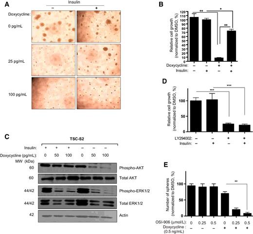 Figure 4. The emergence of TSCs resistant to hPDGFB suppression is decreased by IGF1R/IR inhibition during in vitro drug treatment. A, Phase-contrast microscopy (40×) of TSC-S2 cultured at the indicated concentrations of doxycycline in the presence (+) or absence (−) of insulin (200 ng/mL) for 48 hours. B, Relative cell growth measured by counting TSC-S2 cells cultured in the presence (+) or absence (−) of doxycycline (100 pg/mL) and insulin (200 ng/mL) for 7 days. Data represent three independent experiments conducted in triplicate presented as the mean ± SEM. *, P < 0.05; **, P < 0.01. C, Western blot analysis of phosphorylated SHP2 as well as total and phosphorylated AKT and ERK1/2 in TSC-S2 grown in the presence (+) or absence (−) of insulin (200 ng/mL) at the indicated concentrations of doxycycline for 48 hours. D, Relative cell growth measured by counting TSC-S2 cells cultured in the presence (+) or absence (−) of LY294002 (10 μmol/L) and insulin (200 ng/mL) for 7 days. Data represent three independent experiments conducted in triplicate presented as the mean ± SEM. ***, P < 0.001. E, TSC-S2 cells were plated into 24-well plates (5,000 cells per well) and maintained in the presence (+) or absence (−) of doxycycline (1 μg/mL) and OSI-906 at the indicated concentrations. The presence of spheres was examined at 6 weeks. Data represent three independent experiments conducted in triplicate presented as the mean ± SEM. **, P < 0.01.