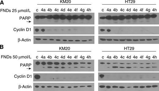 Figure 1. Effect of FNDs on cyclin D1 expression and PARP cleavage in metastatic colorectal cancer cell lines. A and B, KM20 and HT29 colorectal cancer cells were seeded in 6-well plates (8 × 105/well) in complete medium and treated 24 hours later with eight different FNDs (4a–4h) for 24 hours at 25 μmol/L (A) and 50 μmol/L (B). Cyclin D1 expression and PARP cleavage (PARP cleaved product 85 kDa; arrow) was assessed by Western blot analysis; β-actin was used as a loading control.