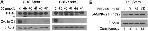 Figure 2. Effect of FNDs on PARP cleavage and cyclin D1 and pAMPK expression in colorectal cancer stem cell lines. A, colorectal cancer stem cell line 1 and stem cell line 2 were seeded in 6-well plates in complete medium and treated 24 hours later with FNDs 4b, 4d, 4f, 4g, and 4h at 50 μmol/L for 24 hours. Cyclin D1 expression and PARP cleavage (PARP cleaved product 85 kDa; arrow) was analyzed by Western blot analysis. DMSO (50 μmol/L) was used as a treatment control, and β-actin was used as a loading control. B, colorectal cancer stem cell line 1 was seeded in 6-well plates (8 × 105/well) in complete medium and treated 24 hours later with FND 4b at 5, 25, and 50 μmol/L for 12 hours. AMPKα phosphorylation (Thr172) was analyzed by Western blot analysis. DMSO (50 μmol/L) was used as a treatment control, and β-actin was used as a loading control. Densitometry was performed with ImageJ software; relative pAMPKα (Thr172) band intensity was normalized to β-actin and quantified with respect to control set at 1.0.
