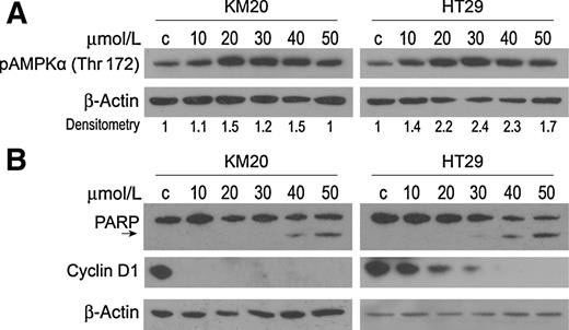 Figure 3. Treatment of colorectal cancer cell lines with FND 4b. A, KM20 and HT29 colorectal cancer cells were seeded in 6-well plates (8 × 105/well) in complete medium and treated 24 hours later with FND 4b at 10, 20, 30, 40, and 50 μmol/L for 12 hours. AMPKα phosphorylation (Thr172) was assessed by Western blot analysis. DMSO (50 μmol/L) was used as a treatment control, and β-actin was used as a loading control. Densitometry was performed with ImageJ software; relative pAMPKα (Thr172) band intensity was normalized to β-actin and quantified with respect to control set at 1.0. B, KM20 and HT29 colorectal cancer cells were seeded in 6-well plates (8 × 105/well) in complete medium for 24 hours and treated with FND 4b at 10, 20, 30, 40, and 50 μmol/L for 24 hours. Cyclin D1 expression and PARP cleavage (cleaved product 85 kDa; arrow) was assessed by Western blot analysis. DMSO (50 μmol/L) was used as a treatment control, and β-actin was used as a loading control.