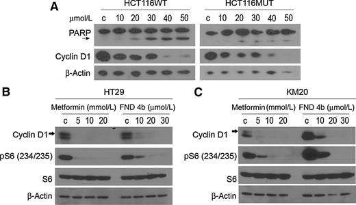 Figure 4. Treatment of Pik3ca mutant colorectal cancer cells with FND 4b. A, HCT116 pik3ca wild-type and pik3ca mutant cell lines were seeded in 6-well plates (8 × 105/well) in complete medium for 24 hours and treated with FND 4b at 10, 20, 30, 40, and 50 μmol/L for 24 hours. Cyclin D1 expression and PARP cleavage (PARP cleaved product 85 kDa; arrow) was analyzed by Western blot analysis. DMSO (50 μmol/L) was used as a treatment control; β-actin was used as a loading control. B and C, HT29 and KM20, respectively, cells were seeded in 24-well plates (5 × 105/well) in complete medium and treated 24 hours later with 5, 10, 20 mmol/L metformin and FND 4b at 10, 20, 30 μmol/L for 24 hours. Cyclin D1 (arrow), S6 phosphorylation (Ser234/235), and total S6 expression was analyzed by Western blot analysis. DMSO (30 μmol/L) was used as a treatment control; β-actin was used as a loading control.
