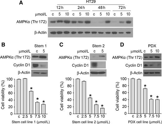 Figure 5. Low-dose FND 4b treatment. A, HT29 colorectal cancer cells were seeded in 6-well plates (8 × 105/well) in complete medium for 24 hours and treated with FND 4b at 5 and 10 μmol/L for 12, 24, 48, and 72 hours. AMPKα phosphorylation (Thr172) was analyzed by Western blot analysis. DMSO (10 μmol/L) was used as a treatment control; β-actin was used as a loading control. B and C (top), colorectal cancer stem cell line 1 and stem cell line 2 were seeded in 6-well plates in complete medium and treated 24 hours later with 5 μmol/L FND 4b for 48 hours. AMPKα phosphorylation (Thr172) and cyclin D1 expression were analyzed by Western blot analysis. DMSO (10 μmol/L) was used as a treatment control; β-actin was used as a loading control; (bottom) stem cells were seeded in 96-well plates in complete medium (5 × 103/well) and treated with FND 4b. Cell viability (bottom) was measured using an SRB assay after 48 hours of FND exposure and plotted as a percentage relative to DMSO treatment alone. Graphic representations are the mean ± SE; each measurement was performed in sextuplicate. D, PDX cell line was seeded in 6-well plates (8 × 105/well) in complete medium and treated 24 hours later with FND 4b at 5 and 10 μmol/L for 48 hours. Cyclin D1 expression was analyzed by Western blot analysis (top). DMSO (10 μmol/L) was used as a treatment control; β-actin was used as a loading control. PDX cell line was seeded in 96-well plates in complete medium (5 × 103/well) and treated with FND 4b. Cell viability (bottom) was measured using an SRB assay after 48 hours of FND exposure and plotted as a percentage relative to DMSO treatment alone. Graphic representations are the mean ± SE; each measurement was performed in sextuplicate; *, P ≤ 0.05.