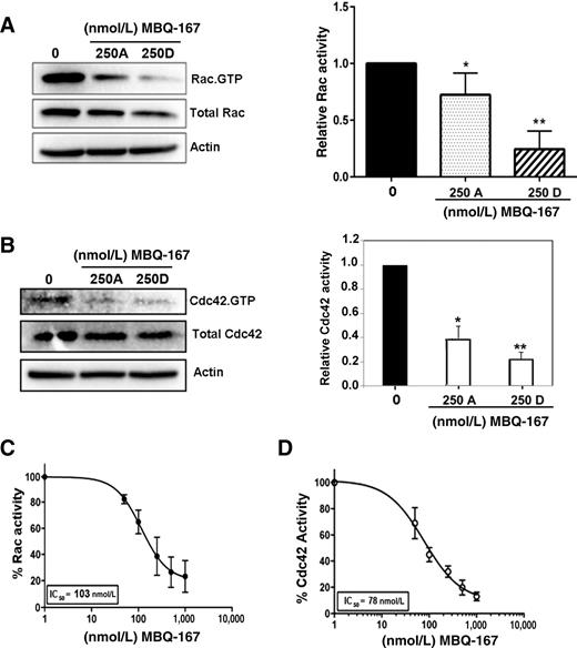 Figure 3. Inhibitory effect of MBQ-167 on Rac and Cdc42 activation. MDA-MB-231 human breast cancer cells were treated for 24 hours with 250 nmol/L MBQ-167. A–C, Attached (A) and detached (D) cell populations were recovered, and equal amounts of proteins were subjected to pull-down assays using the p21-binding domain of PAK to isolate the GTP-bound Rac and Cdc42. Cell lysates were Western blotted with antibodies to Rac or Cdc42. Results from positive bands in Western blots were quantified using ImageJ. A, Left, representative Western blot analysis for Rac1/2/; right, quantification of Rac activation at 24 hours following 0 or 250 nmol/L MBQ-167. B, Left, representative Western blot analysis for Cdc42; right, quantification of Cdc42 activation following 24-hour treatment with 0 or 250 nmol/L MBQ-167. The integrated density for active Rac or Cdc42 (GTP) was divided by the total Rac or Cdc42 from the same cell lysates. Rac or Cdc42 activity for each MBQ-167 treatment was divided by the vehicle controls for each experiment to obtain relative Rac or Cdc42 activity (n = 3; *, P < 0.05; ***, P < 0.001). Error bars represent ±SEM. C and D, MDA-MB-231 cells with vehicle control (0.1% DMSO) or varying concentrations of MBQ-167 (0–1,000 nmol/L) were treated for 24 hours. Total cell lysates using combined attached and detached treated populations were subjected to the G-LISA Rac1/2/3 or Cdc42 activation assay. IC50 curves for percentage Rac (C) or Cdc42 (D) activation are relative to vehicle from three biologic replicates each with two technical replicates. Error bars represent ±SD. Four-parameter dose–response curves generated using GraphPad Prism are shown.