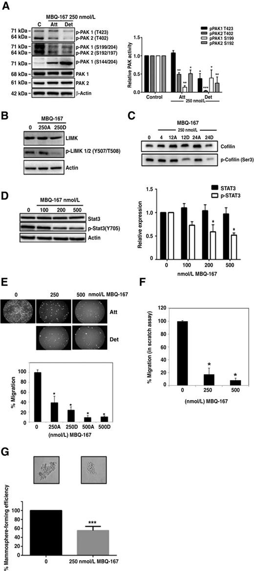 Figure 4. The effect of MBQ-167 on signaling downstream of Rac and Cdc42. A, The effect of MBQ-167 on PAK1 and PAK2 phosphorylation as measured by Western blotting for p-PAK1 (T423)/p-PAK2 (T402), p-PAK1 (S199)/p-PAK2 (S192), and p-PAK1 (S144) levels in MDA-MB-231 cells after 24 hours of treatment in 0 or 250 nmol/L MBQ-167. Data for separate attached (Att) and detached (Det) populations are shown. Left, representative Western blot analyses (n = 3). Right, relative PAK activity following MBQ-167 treatment. Positive bands from all Western blot analyses were quantified using ImageJ. The integrated density of p-PAK was divided by that of total PAK for the same cell lysate and used as a measure of PAK activity for each p-PAK residue. Relative PAK activity was determined relative to vehicle controls for each experiment (n = 3. *, P < 0.05; **, P < 0.01; ***, P < 0.001). Error bars represent ±SEM. B, Effect of MBQ-167 on PAK downstream effectors LIMK and cofilin phosphorylation. MDA-MB-231 cells were incubated for 4, 12, or 24 hours in vehicle or 250 nmol/L MBQ-167, the attached (A) and detached (D) populations were separated, lysed, and equal protein used for Western blotting. Representative Western blot analysis of total LIMK1 or p-LIMK1/2 (Y507/T508) following 24 hours in 0 or 250 nmol/L MBQ-167 (n = 2) is shown. C, Representative Western blot analysis of total or p-cofilin (S3) of equal amounts of total protein lysates following 4, 12, or 24 hours in 250 nmol/L MBQ-167 (n = 3). Separated attached (A) and detached (D) populations are shown for 12 and 24 hours of MBQ-167 treatment. D, Effect of MBQ-167 on STAT3 phosphorylation and expression. Representative Western blot analysis is shown for pSTAT3 (Y705) and total STAT3 expression in GFP-HER2-BM cells after 24-hour treatment with vehicle or 100, 200, or 500 nmol/L MBQ-167. Representative Western blot analysis (left) and quantification (right). n = 3; *, P < 0.05. Error bars represent ±SEM. E and F, Effect of MBQ-167 on cell migration. E, Effect of MBQ-167 on MDA-MB-231 cellular migration as measured by a Transwell assay. Images are representative of three independent experiments. The graph below shows quantification of 20 microscopic fields per treatment per experiment of PI-stained cells that migrated to the underside of the membrane through 8-μm diameter pores (n = 3; *, P < 0.05). Error bars represent ±SEM. F, Effect of MBQ-167 on cell migration in a scratch assay. MDA-MB-231 cells plated at equal density were subjected to a scratch in the center and treated with MBQ-167 at 0, 250, or 500 nmol/L. Micrographs were digitally acquired at 0 and 24 hours and the distance of the scratch quantified for each treatment and presented relative to the distance at time 0. Results are an average of two technical replicates and two biologic replicates for each treatment ±SD. *, P < 0.05. G, Effect of MBQ-167 on mammosphere-forming efficiency in MDA-MB-231 cells. MDA-MB-231 cells treated with 0 or 250 nmol/L MBQ-167 were subjected to mammosphere assays for 4 days. Cells were treated with MBQ-167 only once before placing on the mammosphere medium. Mammosphere-forming efficiency was calculated as the percentage of the number of mammospheres divided by the number of cells seeded per well. n = 3; ***, P < 0.001. Error bars represent ±SD.