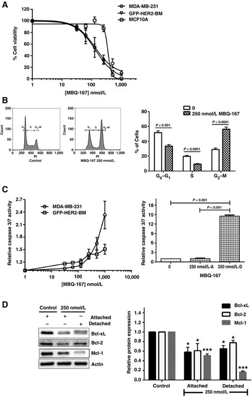 Figure 5. Effect of MBQ-167 on cell survival. A, Effect of MBQ-167 on MDA-MB-231, GFP-HER2-BM, and MCF10A cell viability. Equal numbers of each respective cell line were treated with vehicle control (0.1% DMSO) or varying concentrations of MBQ-167 (0–1,000 nmol/L) for 120 hours. GI50 curves for percentage cell viability are relative to vehicle from 3 biologic replicates each with 2 technical replicates. Four-parameter dose–response curves generated using GraphPad Prism are shown. n = 3. Error bars represent ±SEM. B, Effect of MBQ-167 on cell-cycle progression. Equal numbers of MDA-MB-231 cells in either vehicle control or treatment groups were treated for 24 hours with 0 or 250 nmol/L MBQ-167. Graphs represent the percentage of control versus 250 nmol/L MBQ-167–treated cells stained with PI in G0–G1, S, or G2–M phases of the cell cycle. Left graph, Representative flow cytometric analysis. Right graph, Quantification of cell-cycle stage. n = 3. Error bars, ±SEM. C, Effect of MBQ-167 on caspase-3/7 activities. Left graph, caspase-3/7 activities of MDA-MB-231 and GFP-HER2-BM cells (including attached and detached populations) following vehicle (0.1% DMSO) or varying concentrations of MBQ-167 (0–1,000 nmol/L) for 24 hours. n = 3. Error bars represent ±SEM. Right graph, Effect of MBQ-167 on caspase-3/7 activities of MDA-MB-231 cells. Cells were treated with 250 nmol/L MBQ-167 for 24 hours, and equal numbers of separated attached and detached cells were lysed and used for caspase-3/7 assays. Caspase-3/7 activities relative to equal number of attached cells from control cells are shown. n = 3. Error bars represent ±SEM. D, Effect of MBQ-167 on mitochondrial regulation of apoptosis. The effect of MBQ-167 on the expression of the prosurvival proteins Bcl-2, Bcl-xL, and Mcl-1 in MDA-MB-231 cells after 24 hours of treatment. Left, Representative Western blot analysis. Right, quantification of the integrated density of positive bands using ImageJ. n = 3. *, P < 0.05; ***, P < 0.001. Error bars represent ±SEM.