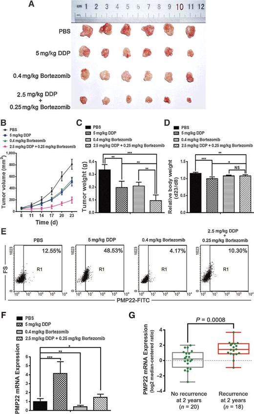 PMP22 Regulates Self-Renewal and Chemoresistance of Gastric Cancer ...